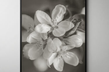 Apple Blossom - Light Sepia