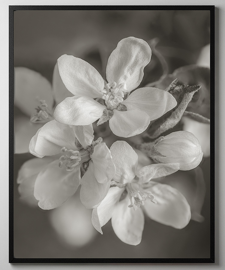 Apple Blossom - Light Sepia