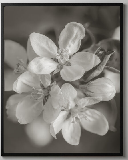 Apple Blossom - Light Sepia